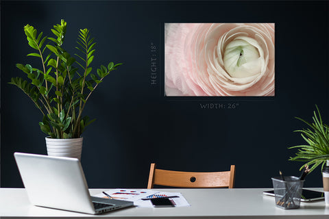 Canvas Print -  Ranunculus Flower, Macro Background #E0698