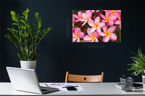 Impression sur toile - Fleurs de Plumeria rose #E0701