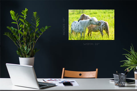 Canvas Print -  Two Appaloosa Ponies On The Meadow #E0902