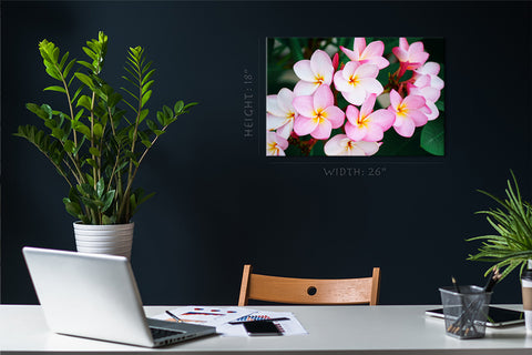 Canvas Print -  Pink Plumeria, Tropical Exotic Flower #E0640