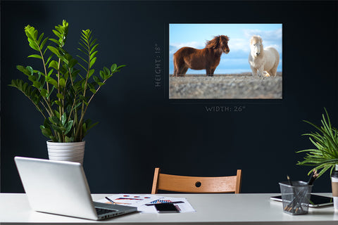 Canvas Print -  Two Icelandic Horse #E0910