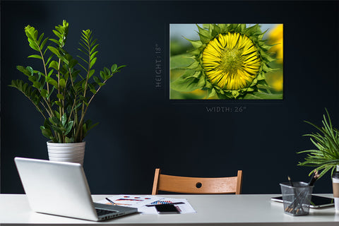 Impression sur toile - Tournesol en fleurs #E0695