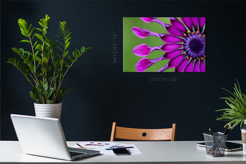 طباعة قماش - Osteospermum الزهرة المدارية #E0720