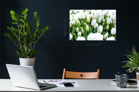 Impression sur toile - Tulipes blanches #E0739