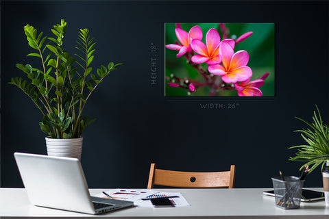 Canvas Print -  Branch Of Tropical Pink Plumeria #E0674