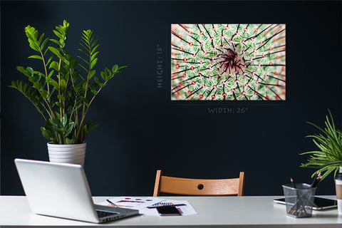 Impression sur toile - Cactus épineux #E0637