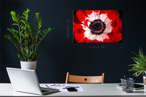 Canvas Print -  Red And White Anemone #E0694