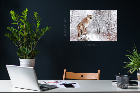 Canvas Print -  Portrait Of Cougar In Winter #E1023