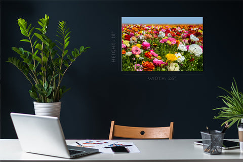 Canvas Print -  Colorful Ranunculus Field, Carlsbad, California #E0630