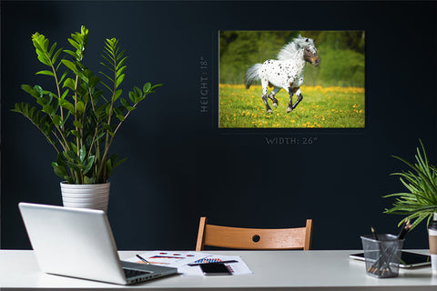 Canvas Print -  Appaloosa Horse In The Meadow #E0906
