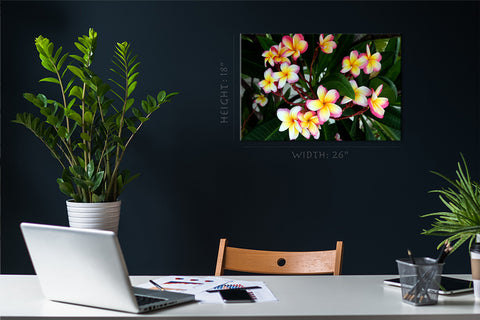 Canvas Print -  Plumeria Flowers In Park #E0708