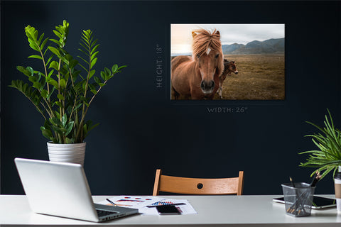 Canvas Print -  Icelandic Horse In The Field #E0899