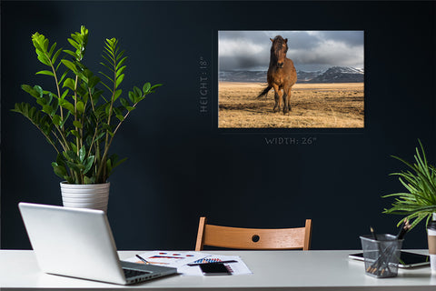 Canvas Print -  Icelandic Noble Horse #E0909