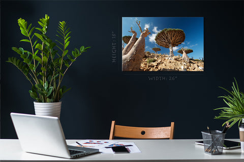 Canvas Print -  Dragon Trees And Bottle Trees, Socotra #E0966