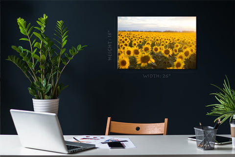 Canvas Print -  Golden Field Of Sunflowers #E0724