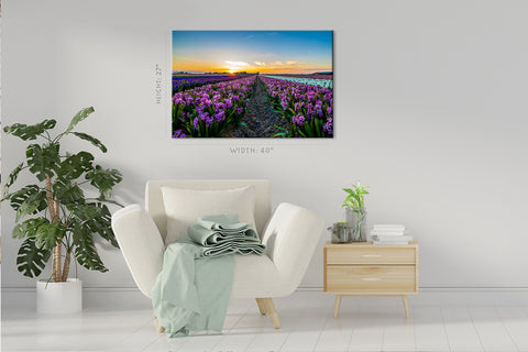 Canvas Print -  Hyacinth Field At Sunset #E0742