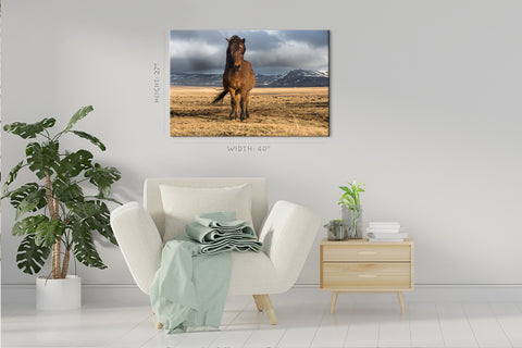 Impression sur toile - Cheval noble islandais #E0909