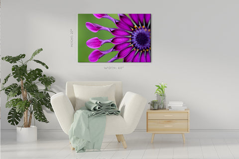 Impression sur toile - Fleur tropicale Osteospermum #E0720