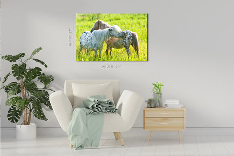 Impression sur toile - Deux poneys Appaloosa sur le pré #E0902