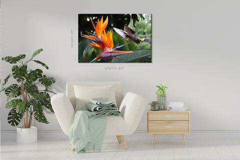 Canvas Print -  Flying Hummingbird At Strelitzia Flower #E0719