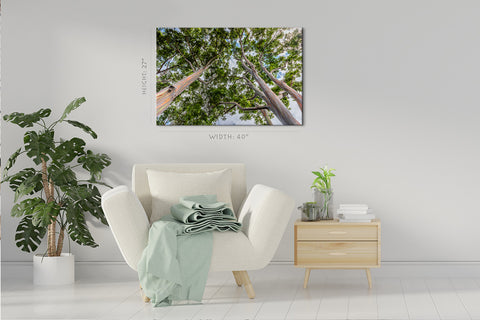 Canvas Print -  Tall Eucalyptus Trees On Oahu, Hawaii #E0974