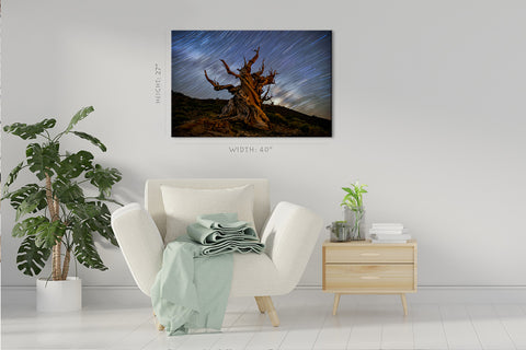 Canvas Print -  Bristlcone Pine 5000 Years Old #E0962