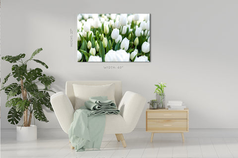 Impression sur toile - Tulipes blanches #E0739