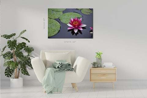 Canvas Print -  Purple Water Lily On The Pond #E0837