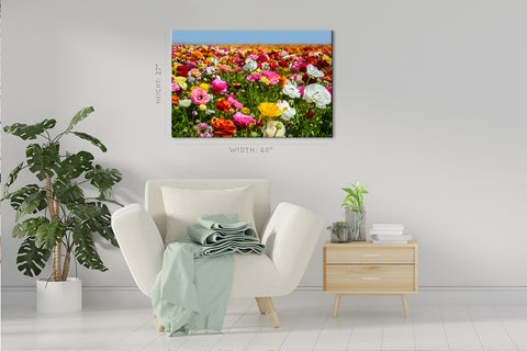 Canvas Print -  Colorful Ranunculus Field, Carlsbad, California #E0630