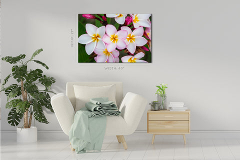 Impression sur toile - Fleurs de frangipanier roses et blanches #E0728