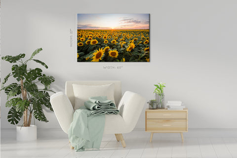 Canvas Print -  Blooming Sunflowers At Sunset #E0735