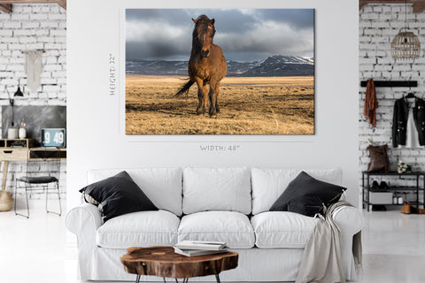 Impression sur toile - Cheval noble islandais #E0909