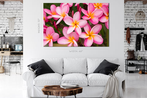 Impression sur toile - Fleurs de Plumeria rose #E0701