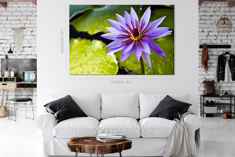 Impression sur toile - Lotus violet thaïlandais sur l'étang #E0660