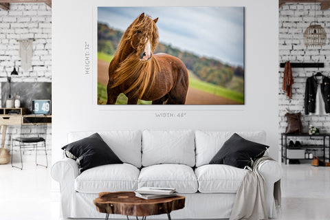 Canvas Print -  Brown Horse #E0897