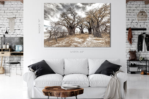 Canvas Print -  Baines Baobabs In Dry Kalahari Desert #E0991