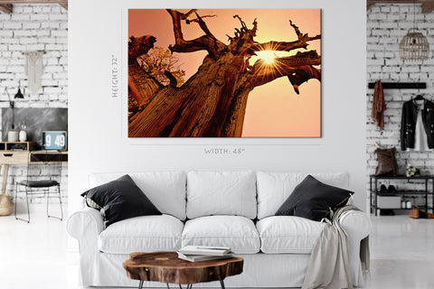 Canvas Print -  Ancient Bristlecone Pine At Sunset #E0970