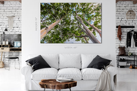 Impression sur toile - Tall Eucalyptus Trees On Oahu, Hawaii #E0974