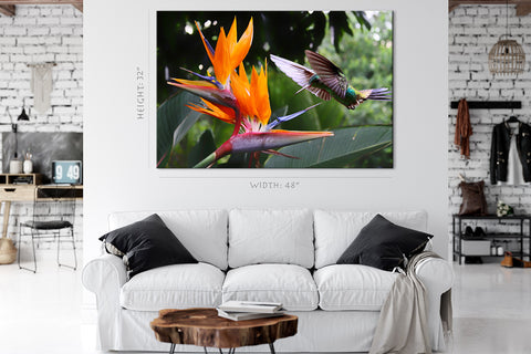 Canvas Print -  Flying Hummingbird At Strelitzia Flower #E0719