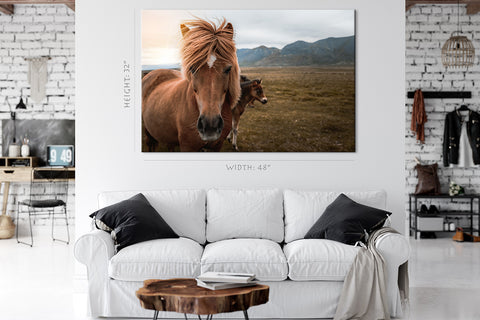 Canvas Print -  Icelandic Horse In The Field #E0899