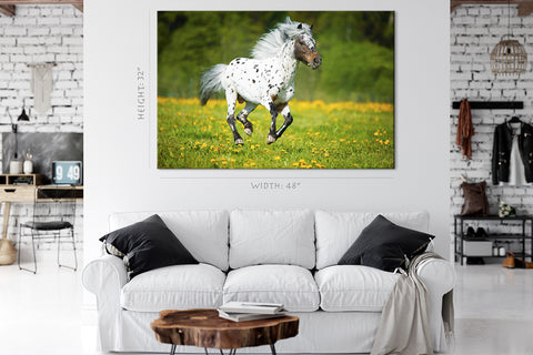 Canvas Print -  Appaloosa Horse In The Meadow #E0906