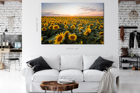 Canvas Print -  Blooming Sunflowers At Sunset #E0735