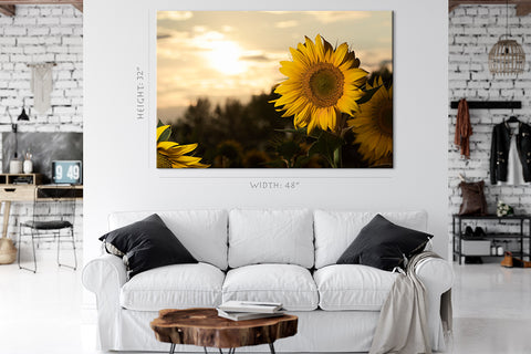 Canvas Print -  Close Up Of Sunflowers At Sunset #E0734