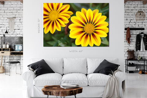 Impression sur toile - Fleur tropicale Gazania #E0696