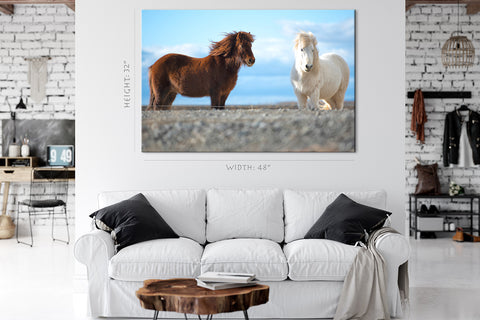 Canvas Print -  Two Icelandic Horse #E0910