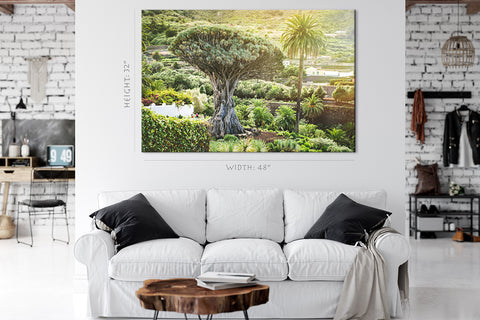 Canvas Print -  Ancient Dragon Tree #E0961