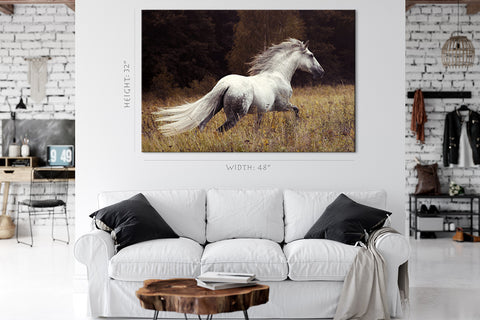 Impression sur toile - Étalon andalou blanc #E0915