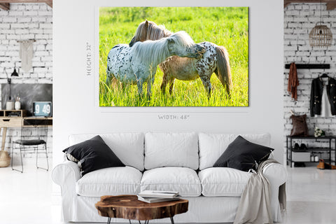 Impression sur toile - Deux poneys Appaloosa sur le pré #E0902