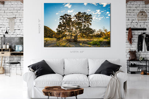 Canvas Print -  Wide Oak Tree At Morning #E0983