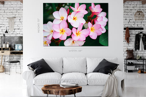 Impression sur toile - Plumeria rose, fleur exotique tropicale #E0640